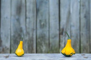 İki sarı-yeşil kabak yakın