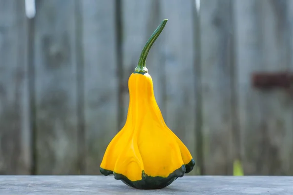 Yakın çekim, sarı-yeşil kabak