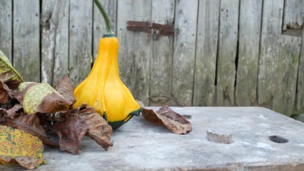 Zwei Gelb Grüne Zucchini Mit Braunen Abgestorbenen Blättern Nahaufnahme Mit — Stockvideo