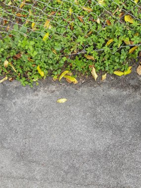 Yukarı asfalt ve yeşillik