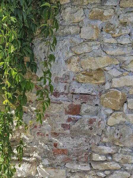 Parede de tijolo e com hera verde — Fotografia de Stock