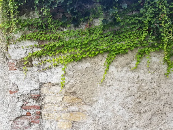 Parede de tijolo e com hera verde — Fotografia de Stock