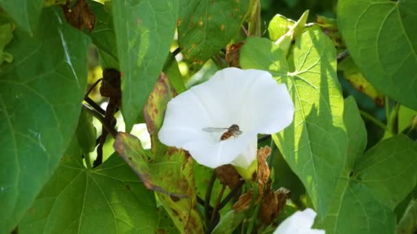 Egy Kis Bogár Repked Virág Körül Végül Belép Virágba Hogy — Stock videók