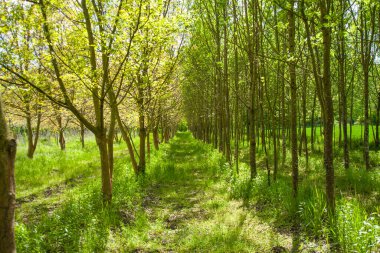 Uzun ağaçlı güzel bir yeşil park görüntüsü.