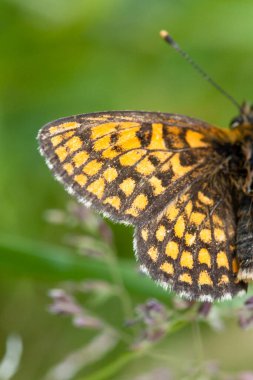 Dikey olarak sarı ve siyah kelebek kanadının odak noktası.