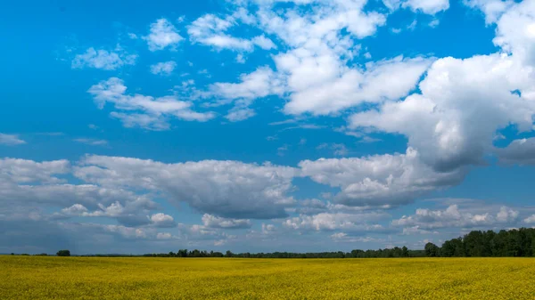 Ein Riesiges Feld Mit Gelben Blumen Und Einem Bewölkten Himmel — Stockfoto