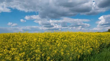 Uçsuz bucaksız bir tarla, sarı çiçekler ve bulutlu bir gökyüzü.