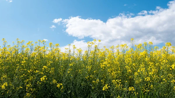 Vasto Campo Com Flores Amarelas Céu Nublado — Fotografia de Stock