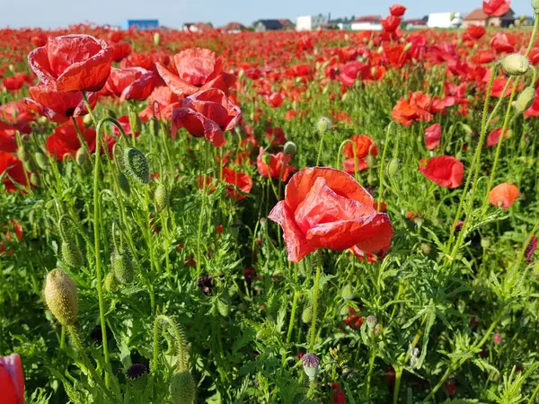 Kırmızı haşhaş tarlası. Mavi gökyüzü ve kırmızı gelinciklerle dolu yeşil tarla.