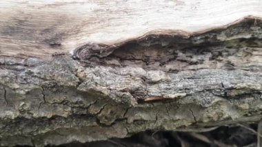 Çalışan karıncalar