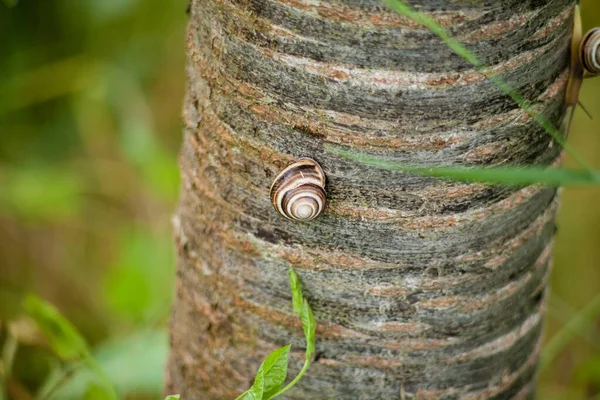 Detailní Záběr Šneka Plazícího Kmeni Stromu — Stock fotografie