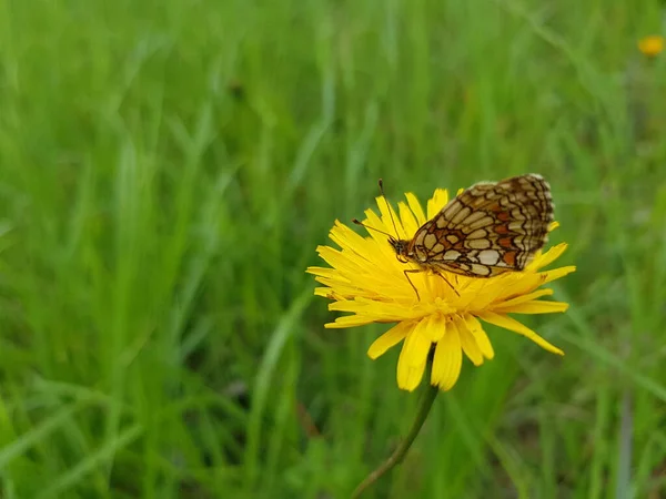 Nahaufnahme Eines Schmetterlings Der Auf Einer Gelben Blume Sitzt — Stockfoto