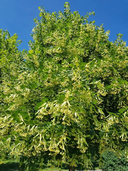 Nízký Úhel Záběr Lipového Stromu Zelenými Listy Pozadí Modré Oblohy — Stock fotografie