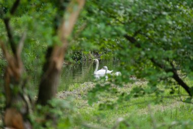 Ormandaki bir gölde yüzen beyaz kuğuların seçmeli odak noktası.