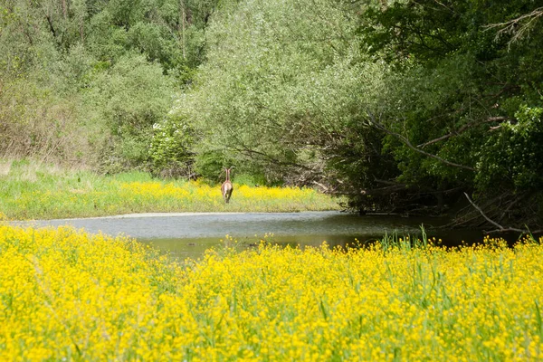 Veado Marrom Correndo Uma Bela Pastagem Com Flores Amarelas — Fotografia de Stock