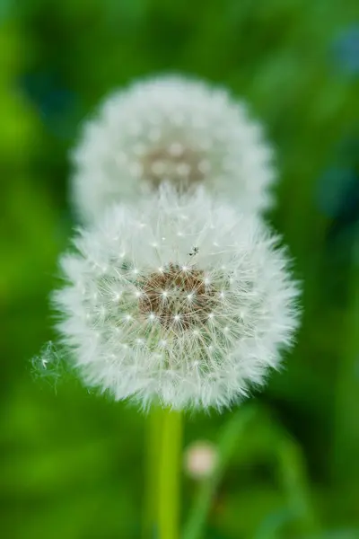 Eine Nahaufnahme Eines Gewöhnlichen Löwenzahns Sonnenlicht — Stockfoto