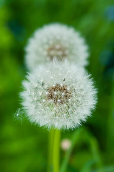 Eine Nahaufnahme Eines Gewöhnlichen Löwenzahns Sonnenlicht — Stockfoto