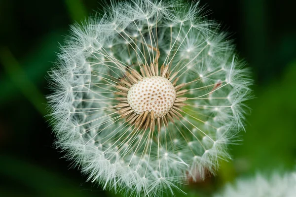 Eine Nahaufnahme Eines Gewöhnlichen Löwenzahns Sonnenlicht — Stockfoto