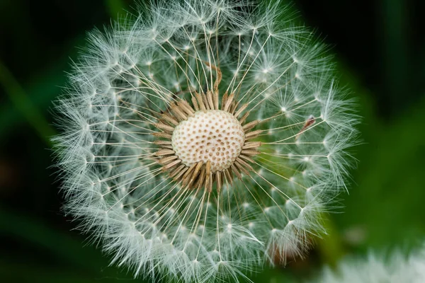 Closeup Shot Common Dandelion Sunlight — Stock Photo, Image