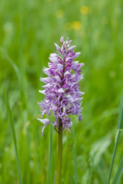 Güneşin altında güzel bir güney bataklık orkidesinin yakın çekimi.