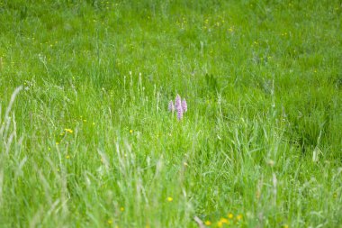 Güneşin altında güzel Güney bataklık orkidesi