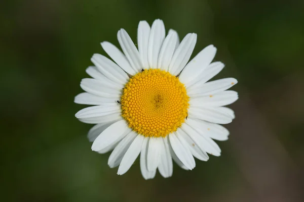 Eine Nahaufnahme Eines Schönen Gänseblümchens Sonnenlicht — Stockfoto