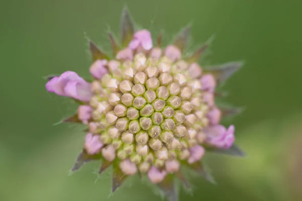 Primer Plano Una Hermosa Flor Silvestre Bajo Luz Del Sol —  Fotos de Stock