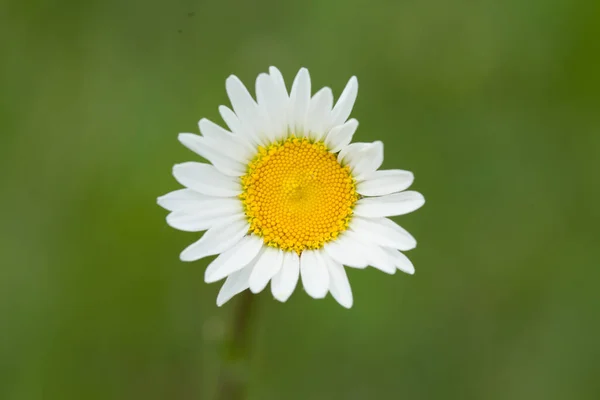 Tiro Perto Uma Bela Margarida Sob Luz Sol — Fotografia de Stock