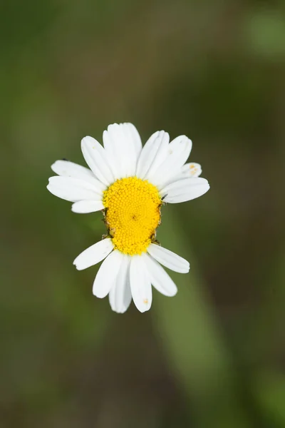 Eine Nahaufnahme Eines Schönen Gänseblümchens Sonnenlicht — Stockfoto