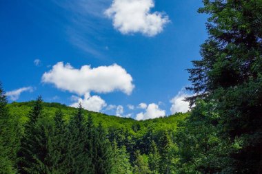Arkasında mavi gökyüzü olan büyüleyici yeşil bir manzara.