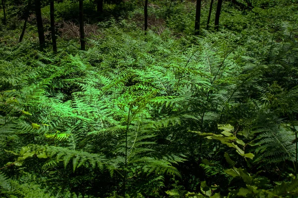 Primo Piano Foglie Verdi Felce Selvatica Nella Foresta — Foto Stock