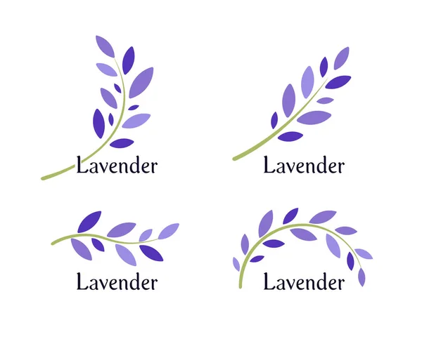 Conjunto de ícones de lavanda. Folhas violetas e ramo verde de lavanda. Modelo de logotipo de erva natural. Ilustração vetorial . —  Vetores de Stock