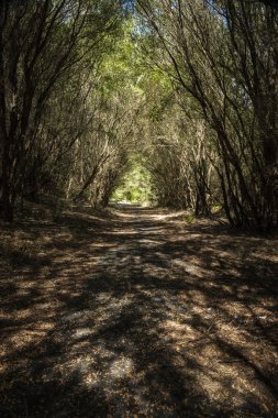 Ağaç tünel doğada