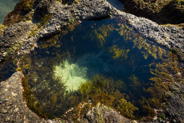 Sydney'de güzel Plajı