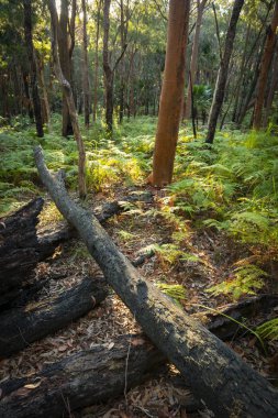 Fern orman Munmorah devlet koruma alanında Sydney.