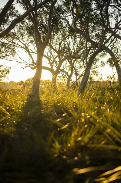 Solnedgång Med Vacker Skog Sydney — Stockfoto
