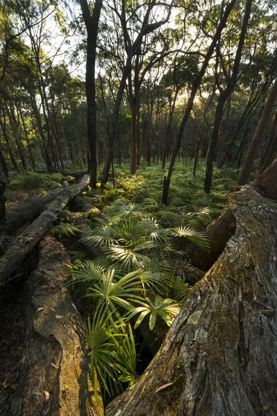 Fern forest in Munmorah state conservation area Sydney.