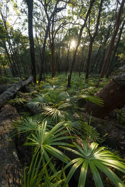 Munmorah 国家保护区蕨类森林 — 图库照片