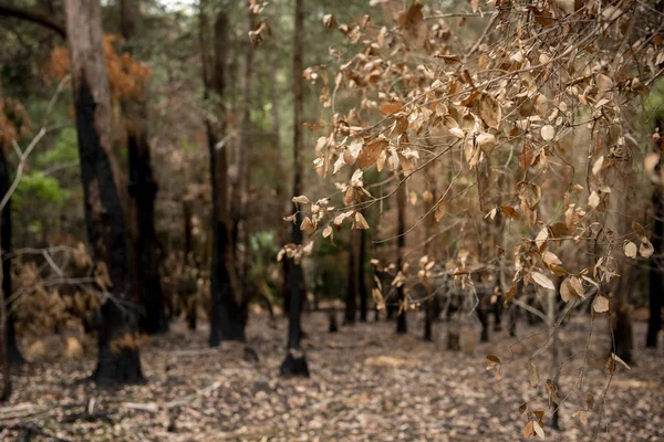 Bush fire in Australia