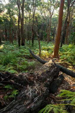 Bu yemyeşil manzara eğrelti otları ve toprak örtüsüyle erken bahar sahnelerini çekmek için mükemmel bir fırsattı..