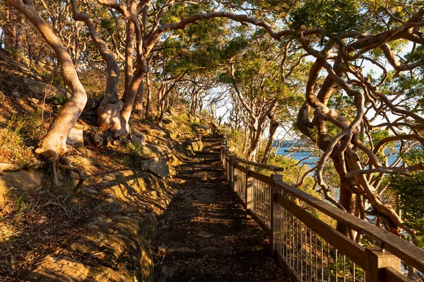 Bosque Verde Eucalipto Camino Pie Cerca Playa — Foto de Stock