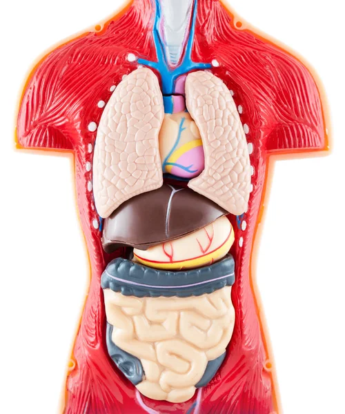 İnsan Anatomisi Modeli - Beyaz Arkaplanda İç Organlar