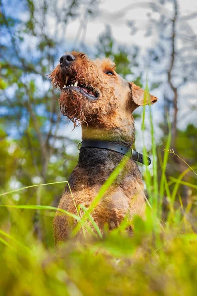 Airedale Teriyer portresi Ormandaki Köpek