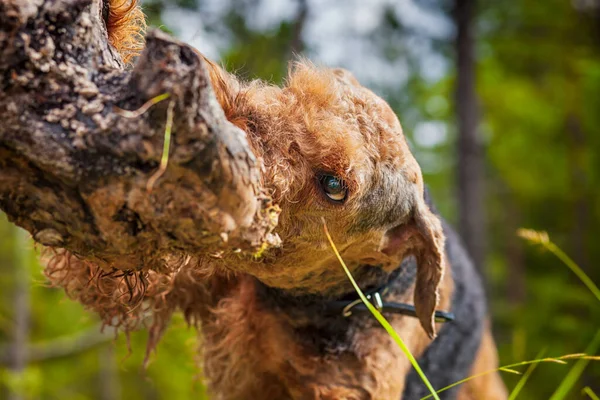 Airedale Teriyer köpeği ormanda oynuyor.
