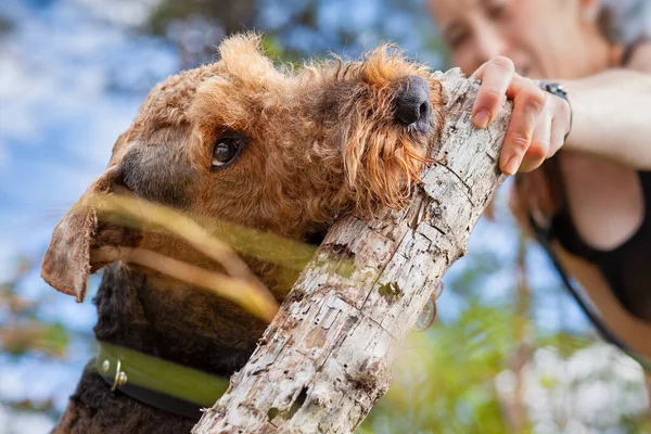 Ormanda köpeğiyle oynayan bir kadın, Airedale Teriyeri.