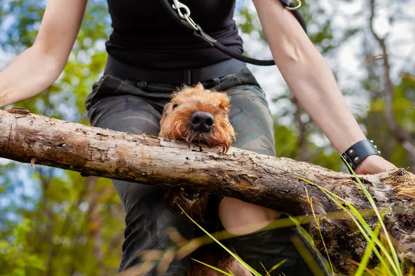 Sahibi ormanda köpeğiyle oynuyor - Airedale Teriyeri