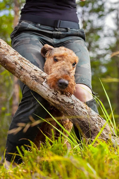 Airedale Teriyer köpeği ormanda oynuyor.