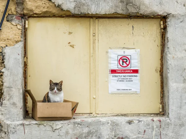 Malta de gato salvaje — Foto de Stock