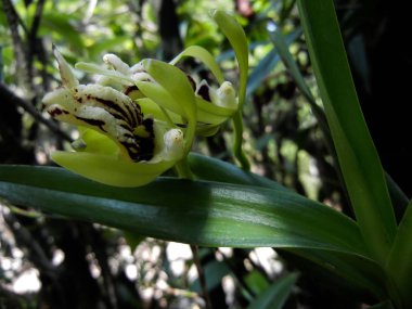 Vanda cristata yapraklı güzel orkide.