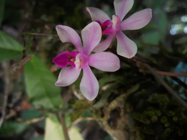 Phalaenopsis taenalis epifitik orkide bandaj gibi